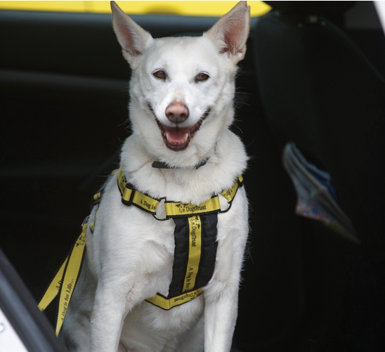 dogs trust car safety harness.jpg